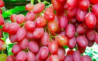 Кишмиш таїровський