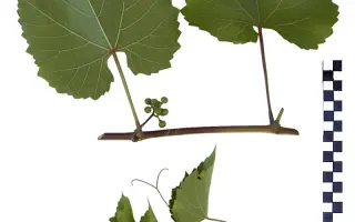 Кобера 5 ББ 211161 / Кобера 5ББ 211161