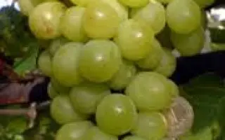 Королева виноградників