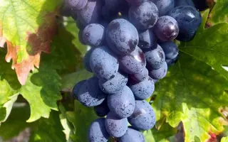 Мускат гамбургський