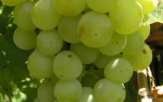 Мускат жемчужный / Мускат жемчужний