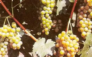 Мускат одесский / Мускат одеський