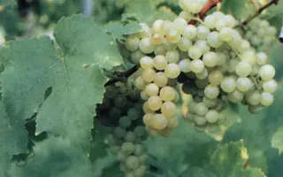 Мускат Оттонель