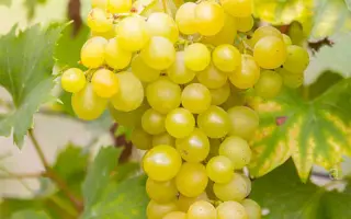 Muller Thurgau / Мюллер Тургау