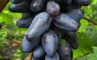 Одесский сувенир / Одеський сувенір