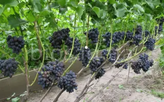 Пам'яті Небесної Сотні