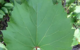 Рипарія x Рупестрис 101-14