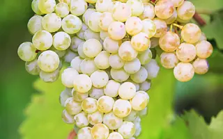 Рислінг рейнський