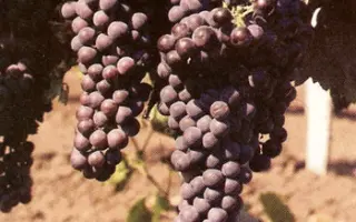 Рубин таировский / Рубін таїровський