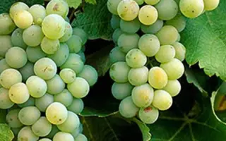 Совіньйон зелений