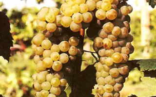 Сухолиманский белый / Сухолиманський білий