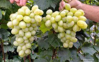 Флора