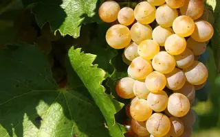 Furmint / Фурмінт