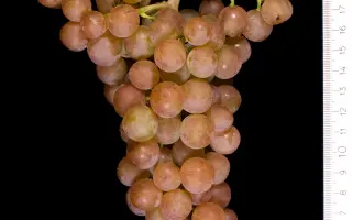 Cserszegi fuszeres / Черсегі фюсереш