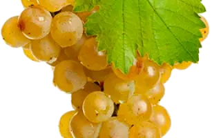 Шардоне