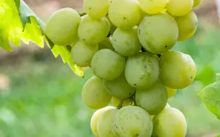 Агадаи / Агадаї