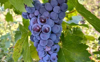 Алеатико / Алеатіко