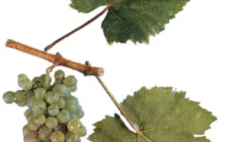 Альбильо крымский / Альбільо кримський