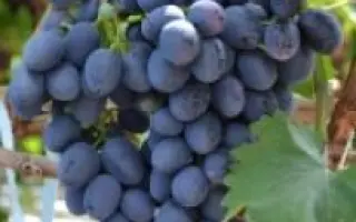 Берландієрі x Рипарія Кобера 5 ББ