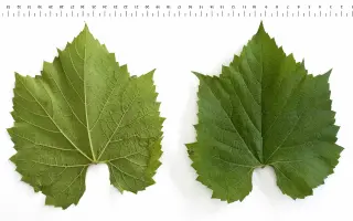 Берландієрі x Рипарія Телекі 5Ц
