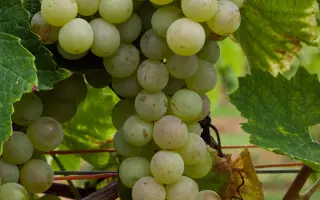 Золотистый устойчивый / Золотистий устойчивий