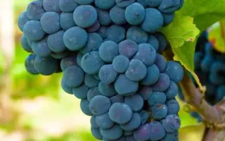 Ильичовский ранний / Ільїчевський ранній