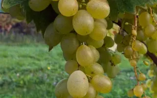 Карабурну