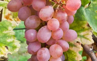 Красавица Цегледа / Красуня Цегледа