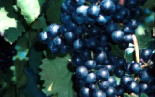 Лимбергер / Лімбергер