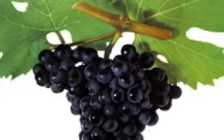 Марсельський чорний ранній