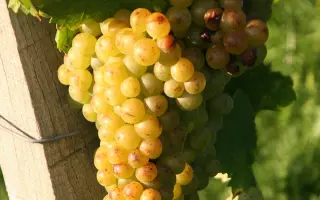 Мускат белый / Мускат білий