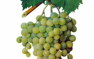 Мускат александрийский / Мускат олександрійський