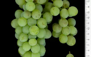 Мускат пейчский / Мускат пейцький