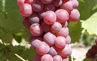 Мускат розовый / Мускат рожевий