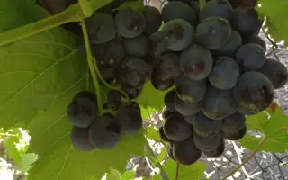 Мускат таировский / Мускат таїровський