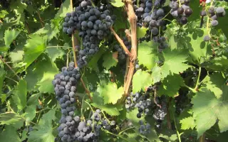 Мускат черный / Мускат чорний