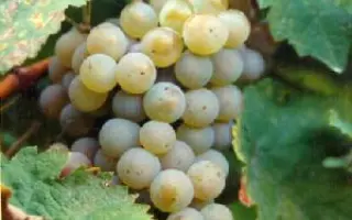 Мюллер Тургау