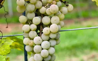 Овидиопольский / Овідіопольський