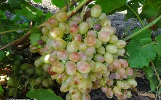 Огонек таировский / Огоньок таїровський