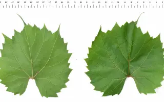 Рипарія x Рупестрис 3309