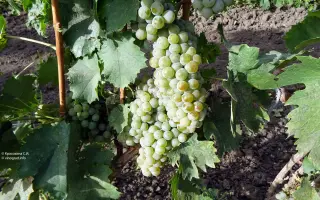 Рыслинг итальянский / Рислінг італійський