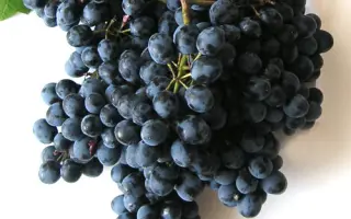 Родничок / Роднічок