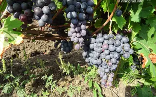 Сенсо / Сенсо (Малага)