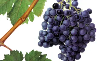 Серексія чорна