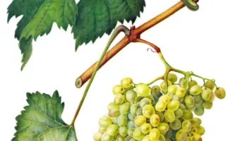 Серсиаль / Серсіаль