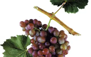 Український 85 (Зорька) / Український 85