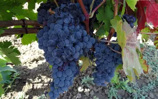 Хиндогны / Хіндогни