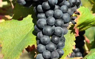 Цимлянський чорний