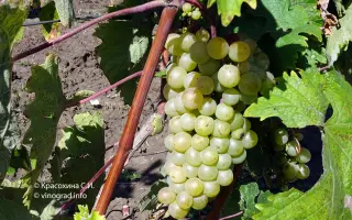 Чауш белый / Чауш білий