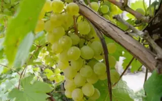 Шасла біла